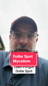 Fungus and Peoples Yards from The Fog Well