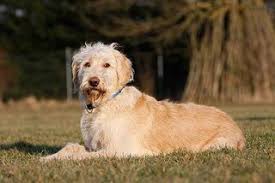 We did not find results for: Goldendoodle Alle Infos Zur Rasse Die Tierexperten