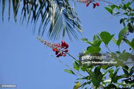 Image result for Erythrina afra