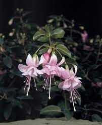 Claudia Fuchsia Flowers Fuchsia Flower Fuchsia Garden
