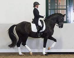 During this trial, the horse and rider ride a pattern of movements prescribed by the official test for their level. Excellent Black Top Seller Of The 2020 Excellent Dressage Sales