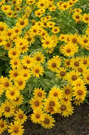 Image result for Heliopsis