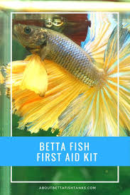The Importance Of A Betta First Aid Kit About Betta Fish Tanks Betta Fish Betta Fish Tank Betta