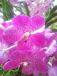 Giant Orchid Flower Orchids Orchid Flower Orchid Care
