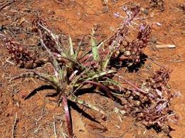 Image result for Ledebouria luteola