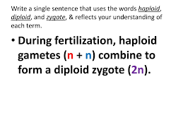 During fertilization, the two nuclei of the two gametes since each gamete has only one set of chromosomes, the resulting zygote will have only two sets of chromosomes. Ppt During Fertilization Haploid Gametes N N Combine To Form A Diploid Zygote 2n Powerpoint Presentation Id 2416728