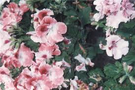 Image result for Pelargonium domesticum round-leaved bushy