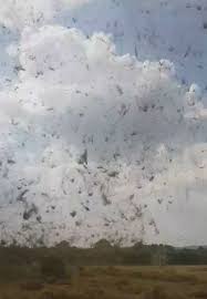 In a separate comment, a spokesperson for the metropolitan police said that a tornado is suspected of causing the chaos, but that this. Amazing Moment Surrey Farmer Runs Through A Mini Tornado Deadline News