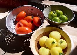Intermediate resistance to tomato spotted wilt virus. Tomatoes Plant Facts Interesting History And Improved Flavor Owlcation