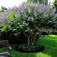 Image result for Vitex mombassae