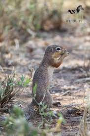 Squirrel African Wildlife Life Is Good Art Gallery