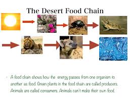A food web is a group of overlapping food chains in an ecosystem. Desert Food Chain By Karely Science Earth Science Plants Showme