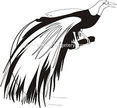 Vektor burung cendrawasih hitam pitih : 12 Burung Cenderawasih Drawing