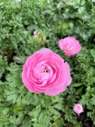 Image result for Ranunculus volkensii