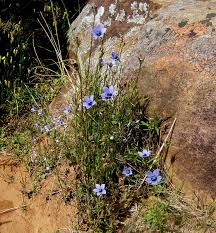 Image result for Wahlenbergia capitata