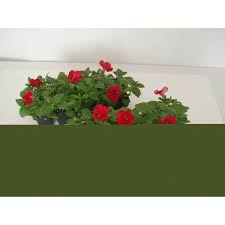 Image result for foto surfínie