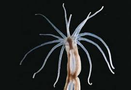 Image result for Aeschynomene nematopoda