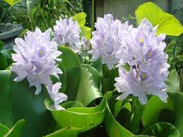 Water Hyacinths Beautiful But Also Invasive Water Hyacinth Water Plants Hyacinth