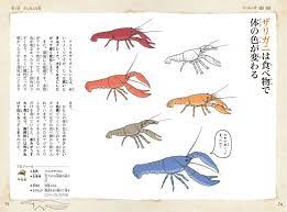 サバンナモンキーの金玉はスカイブルー 笑いが止まらない生き物の豆知識10選 生き物 笑いが止まらない 動物 図鑑