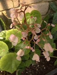 Image result for Begoniaceae