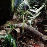 Image result for Habenaria macrandra