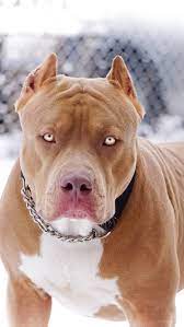 Rare Pitbull Iphone Wallpaper Free Getintopik Dog Wallpaper Pitbulls Pitbull Terrier