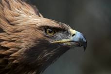Michigan's Raptors