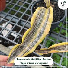 Image result for Sansevieria kirkii