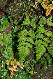Image result for Cheilanthes botswanae