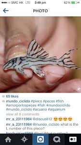 Lucky Brazilian Guy On Instagram Hav This Fish Rare Fish Aquarium Fish Freshwater Fish