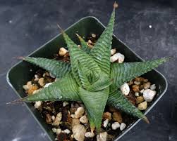 Image result for Haworthia limifolia