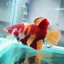 Cupang plakat memiliki bentuk tubuh yang cukup besar dan gagah. Ikan Cupang Plakat Nemo Full Block Jakarta Pusat Jualo