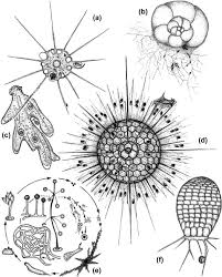 Image result for Monosis conferta