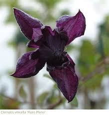 Please could somebody explain the different types of garden feed. Gardening Features From Crocus Co Uk June 2019 Summer Flowering Climbers