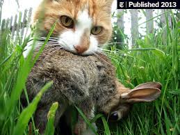 House cats may be considered easier prey because they are usually less vicious and savvy. That Cuddly Kitty Is Deadlier Than You Think The New York Times