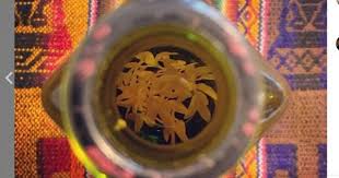 Jul 31, 2012 · aquí, algunas consideraciones para familiarizarse con la tradicional ruda, planta usada para tomar mezclada con la caña los 1º de agosto y «curar todos los males», según las creencias. 183njs8qsvrpbm