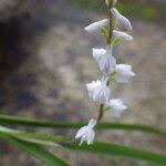 Image result for Polystachya hastata