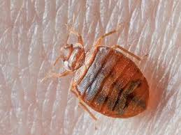 Recurring pest control service, don't know. All About Bed Bug Infestation In Indiana And Other States