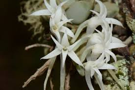 Image result for Cyrtorchis crassifolia