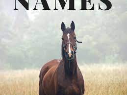 The duo was said to be close friends for 22 years. 250 Awesome Horse Racehorse Names Pethelpful