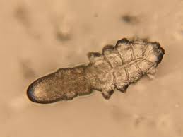 Image result for Demodex brevis