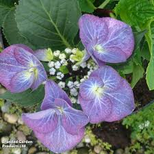 Image result for Ozoroa macrophylla