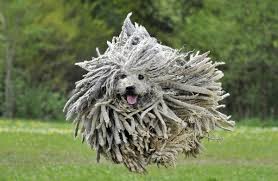 The tight curls of the coat appear similar to dreadlocks. Puli Dog Breed Native Breed Org