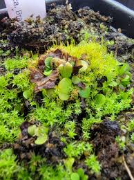 Image result for Genlisea