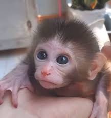 🌹🍂💝😄😍 Orphan baby monkeys get affection and love and a ride too !! 💜  Everyone in the whole World 🌎🌍 wants Love 💕💕 only ! Let us BECOME that  Love..... 🌹🍂 O