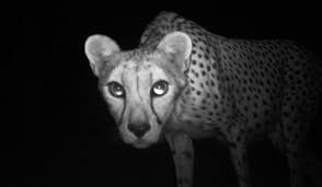 15 specii de animale care vor dispărea cât de curând un studiu recent a arătat că majoritatea speciilor de vertebrate aflate pe cale de dispariţie, mai exact 841, ar if you won't activate it you won't be able to post on our forums. Ghepard Pe Cale De Disparitie Surprins In Poza