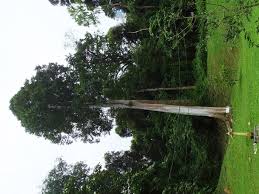 Image result for Antiaris