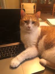 Lost Cat in Dundee, Florida, Near Humane Society