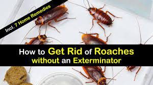 The best natural roach killer? 8 Super Simple Ways To Get Rid Of Roaches Without An Exterminator