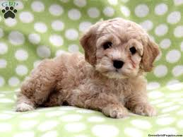 We did not find results for: Miniature Cockapoo For Sale Cheap Buy Online